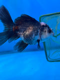 Juvenile Thai Oranda  Panda 3.5 Inch (ID#1105ToPT5-70) Free2Day SHIPPING Please see notes