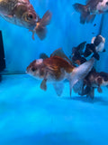 Juvenile Thai Oranda  Panda 3.5 Inch (ID#913To13b-47) Free2Day SHIPPING. Please see notes