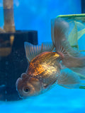 Juvenile Thai Oranda Bronze 3.5 Inch (ID#1018ToPT5-92) Free2Day SHIPPING Please see notes