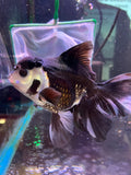 Thai Oranda  Panda 6 Inch (ID#816To6a-106) Please see notes