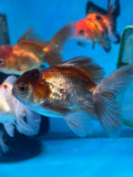 Juvenile Thai Oranda  Panda 3.5 Inch (ID#1022To13b-90) Free2Day SHIPPING Please see notes