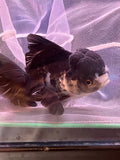 Thai Oranda  Panda 4.5 Inch (ID#920To1b-34) Free2Day SHIPPING Please see notes