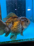 Short Body Thai Oranda  Panda 4 Inch (ID#924To14a-75) Free2Day SHIPPING Please see notes