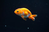 Baby Ranchu  Red White 3 Inch (ID#405R9b-34) Free2Day SHIPPING