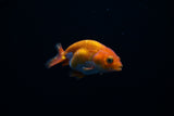 Baby Ranchu  Red White 3 Inch (ID#405R9b-34) Free2Day SHIPPING