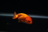 Baby Ranchu  Red White 2.5 Inch (ID#405R9b-37) Free2Day SHIPPING