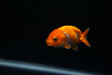 Baby Ranchu  Red White 2.5 Inch (ID#405R9b-37) Free2Day SHIPPING