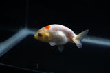 Baby Ranchu  Red White 2.5 Inch (ID#405R9b-42) Free2Day SHIPPING