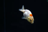 Baby Ranchu  Red White 2.5 Inch (ID#405R9b-42) Free2Day SHIPPING