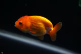 Baby Ranchu  Red White 2.5 Inch (ID#405R9b-44) Free2Day SHIPPING
