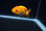 Baby Ranchu  Red White 2.5 Inch (ID#405R9b-44) Free2Day SHIPPING