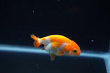 Baby Ranchu  Red White 2.5 Inch (ID#405R9b-46) Free2Day SHIPPING