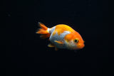 Baby Ranchu  Red White 2.5 Inch (ID#405R9b-46) Free2Day SHIPPING