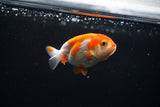 Baby Ranchu  Red White 2.5 Inch (ID#405R9b-47) Free2Day SHIPPING