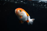 Baby Ranchu  Red White 2.5 Inch (ID#405R9b-47) Free2Day SHIPPING