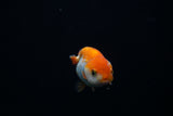 Baby Ranchu  Red White 2.5 Inch (ID#405R9b-48) Free2Day SHIPPING
