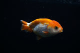 Baby Ranchu  Red White 2.5 Inch (ID#405R9b-48) Free2Day SHIPPING