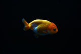 Baby Ranchu  Red White 3 Inch (ID#409R9b-36) Free2Day SHIPPING