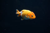 Baby Ranchu  Red White 3 Inch (ID#409R9b-36) Free2Day SHIPPING