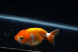 Baby Ranchu  Red White 3 Inch (ID#409R9b-37) Free2Day SHIPPING