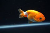 Baby Ranchu  Red White 3 Inch (ID#409R9b-37) Free2Day SHIPPING