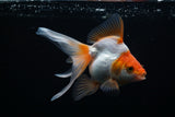 Ryukin Longtail Red White 5 Inch (ID#405Ry7a-18) Free2Day SHIPPING