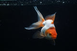 Ryukin Longtail Red White 5 Inch (ID#405Ry7a-18) Free2Day SHIPPING
