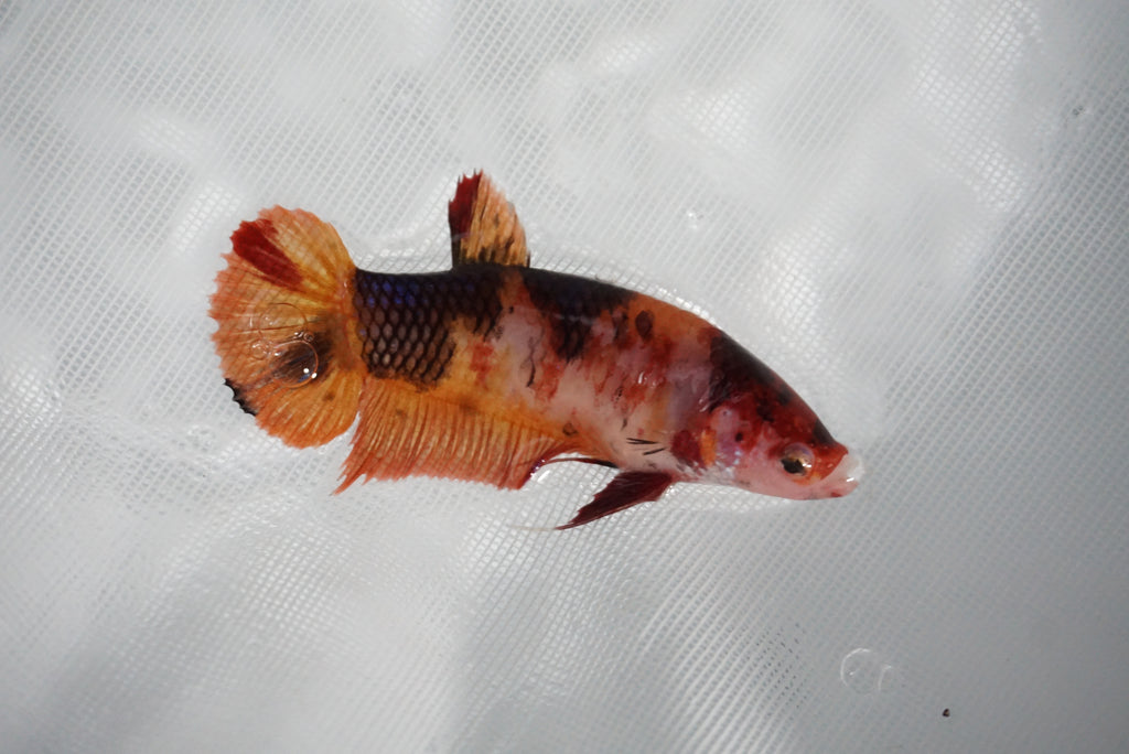 Giant Nemo Koi Galaxy Plakat Female Betta (ID#510-F306) Free2Day SHIPP ...