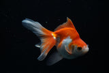 Ryukin Longtail Red White 4.5 Inch (ID#409Ry7a-16) Free2Day SHIPPING