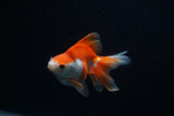 Ryukin Longtail Red White 4.5 Inch (ID#409Ry7a-16) Free2Day SHIPPING