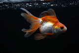 Ryukin Longtail Red White 4 Inch (ID#409Ry7a-17) Free2Day SHIPPING