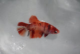 Nemo Koi Galaxy  Plakat Female Betta (ID#510-F316) Free2Day SHIPPING