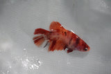 Nemo Koi Galaxy  Plakat Female Betta (ID#510-F316) Free2Day SHIPPING