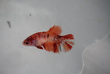 Nemo Koi Galaxy  Plakat Female Betta (ID#510-F316) Free2Day SHIPPING