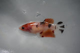 Nemo Koi Galaxy  Plakat Female Betta (ID#510-F317) Free2Day SHIPPING