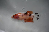 Nemo Koi Galaxy  Plakat Female Betta (ID#510-F317) Free2Day SHIPPING