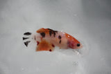 Nemo Koi Galaxy  Plakat Female Betta (ID#510-F317) Free2Day SHIPPING