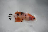 Nemo Koi Galaxy  Plakat Female Betta (ID#510-F317) Free2Day SHIPPING