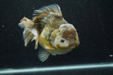 Giant Yuan Bao Oranda  Kirin 6.5 Inch (ID#705Yb10a-139)