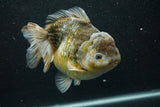 Giant Yuan Bao Oranda  Kirin 6.5 Inch (ID#705Yb10a-139)