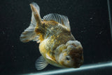 Giant Yuan Bao Oranda  Kirin 6.5 Inch (ID#705Yb10a-139)