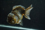 Giant Yuan Bao Oranda  Kirin 6.5 Inch (ID#705Yb10a-139)