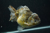 Giant Yuan Bao Oranda  Kirin 6.5 Inch (ID#705Yb10a-139)