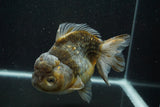 Giant Yuan Bao Oranda  Kirin 6.5 Inch (ID#705Yb10a-139)