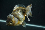 Giant Yuan Bao Oranda  Kirin 6.5 Inch (ID#705Yb10a-139)