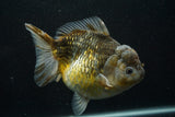 Giant Yuan Bao Oranda  Kirin 6.5 Inch (ID#705Yb10a-139)