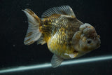 Giant Yuan Bao Oranda  Kirin 6.5 Inch (ID#705Yb10a-139)