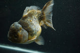 Giant Yuan Bao Oranda  Kirin 6.5 Inch (ID#705Yb10a-139)