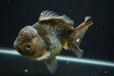 Giant Yuan Bao Oranda  Kirin 6.5 Inch (ID#705Yb10a-139)