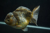 Giant Yuan Bao Oranda  Kirin 6.5 Inch (ID#705Yb10a-139)